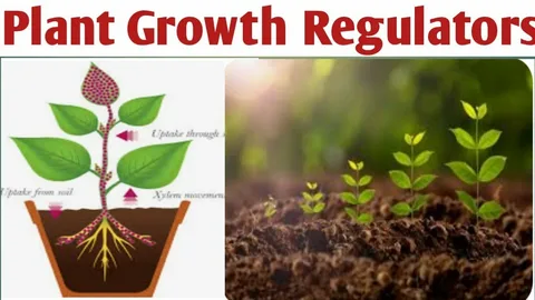 Bộ điều chỉnh tăng trưởng thực vật: Chất xúc tác của nông nghiệp hiện đại